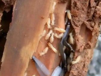 那坡白蚁防治公司分享看懂白蚁标志性蚁路，精准判断虫害轻重程度